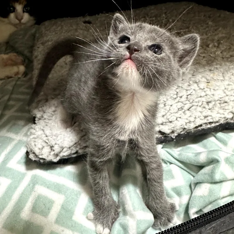 A baby small-sized female Gray / Blue / Silver Domestic Short Hair cat named Peony for adoption in Long Beach, CA