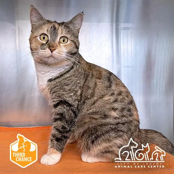 An adult medium-sized female Domestic Short Hair cat named Kris for adoption in Irvine, CA
