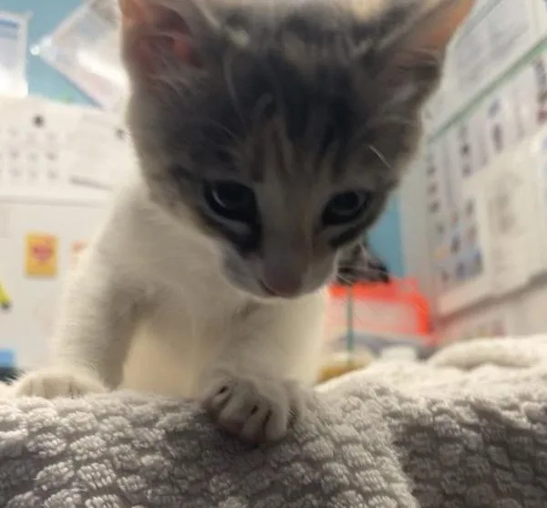 A young small-sized female Domestic Short Hair cat named Luna for adoption in Oceanside, CA