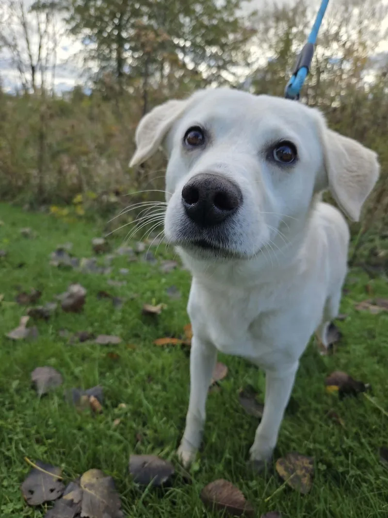An adult medium-sized male Yellow Labrador Retriever dog named CooperNot Accepting Applications Yet for adoption in Medina, OH