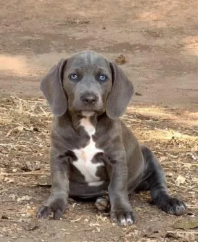 A baby small-sized male Hound dog named Bohdi for adoption in Washington, DC
