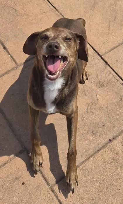 Elliot