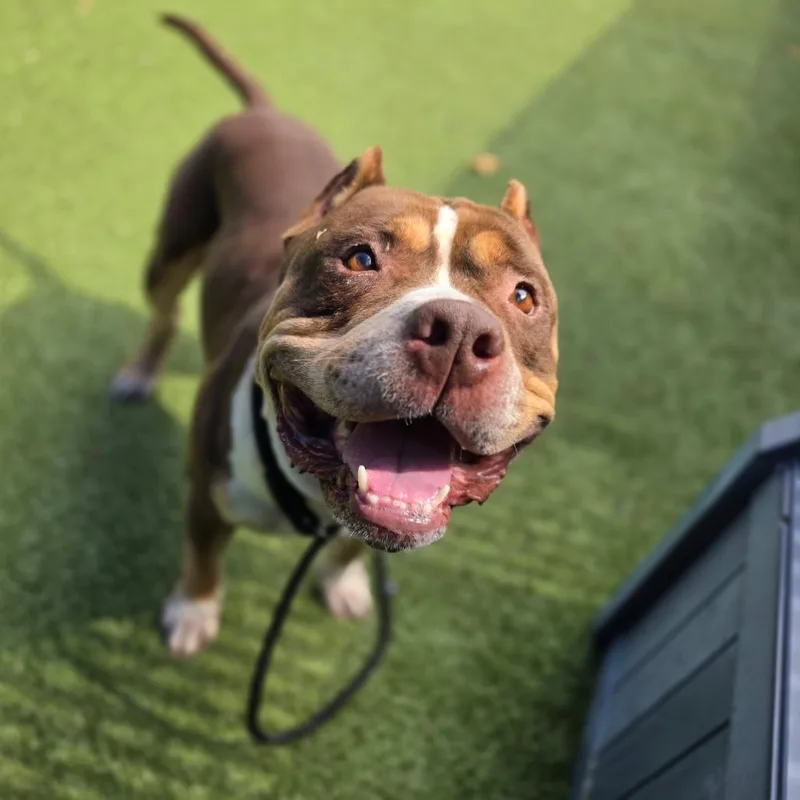 An adult large-sized male Brown / Chocolate American Bulldog dog named Bo for adoption in Greensboro, NC