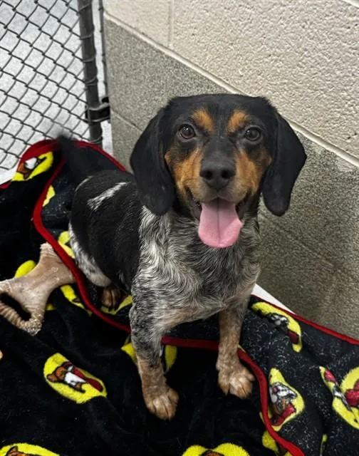 An adult small-sized male Beagle dog named Jimothy for adoption in Statesville, NC