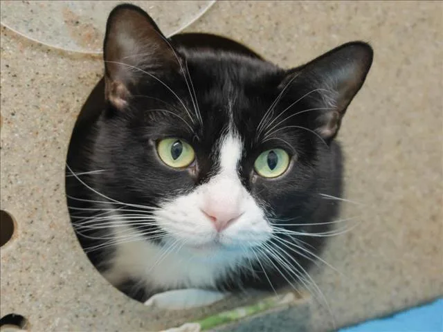 An adult small-sized female Domestic Short Hair cat named Misty for adoption in Loveland, CO