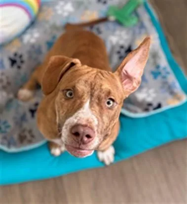 A young small-sized male Pit Bull Terrier dog named Pickleball for adoption in Toledo, OH