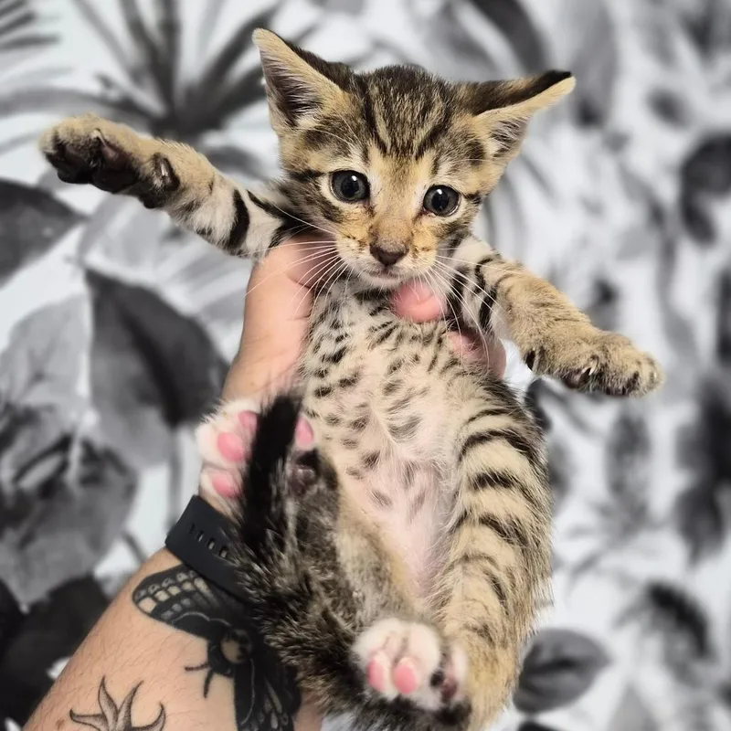 A baby small-sized male Brown / Chocolate Domestic Short Hair cat named Puffin for adoption in Wahiawa, HI