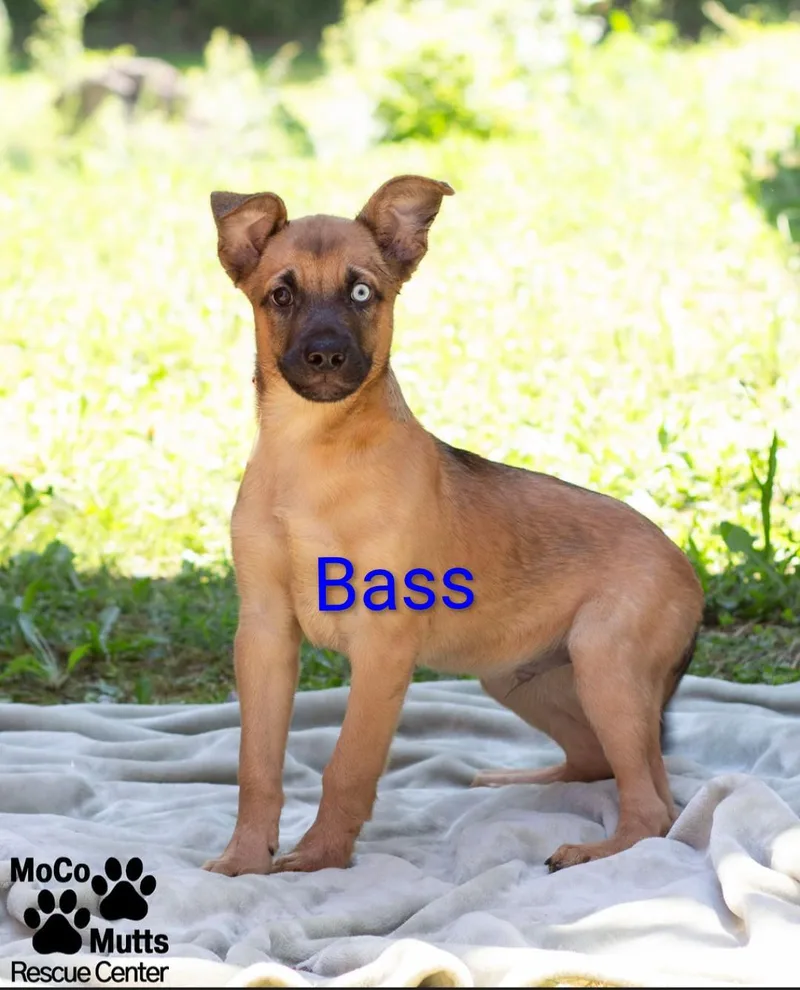 A baby medium-sized male Brown / Chocolate Mixed Breed dog named Bass & Bluegill for adoption in Sunbright, TN