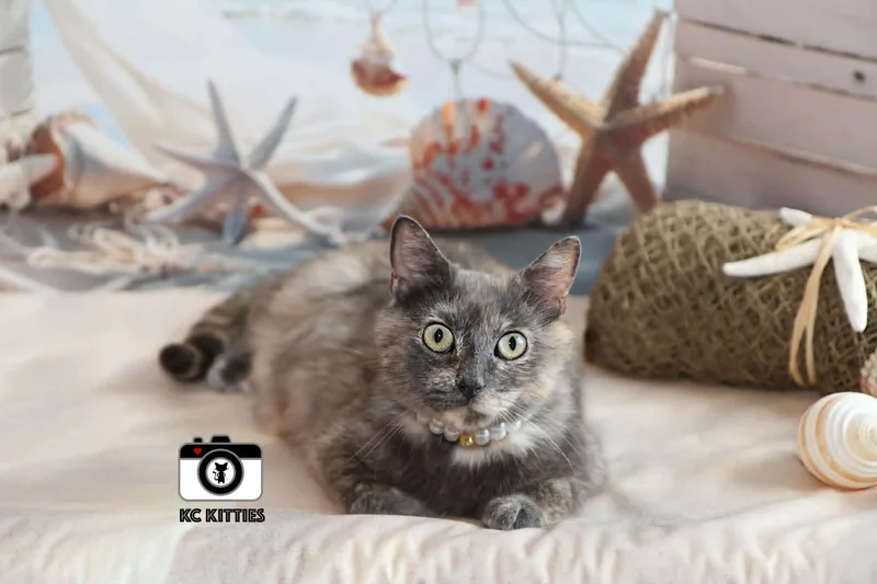 An adult medium-sized female Gray / Blue / Silver Domestic Short Hair cat named Bonneville for adoption in Overland Park, KS