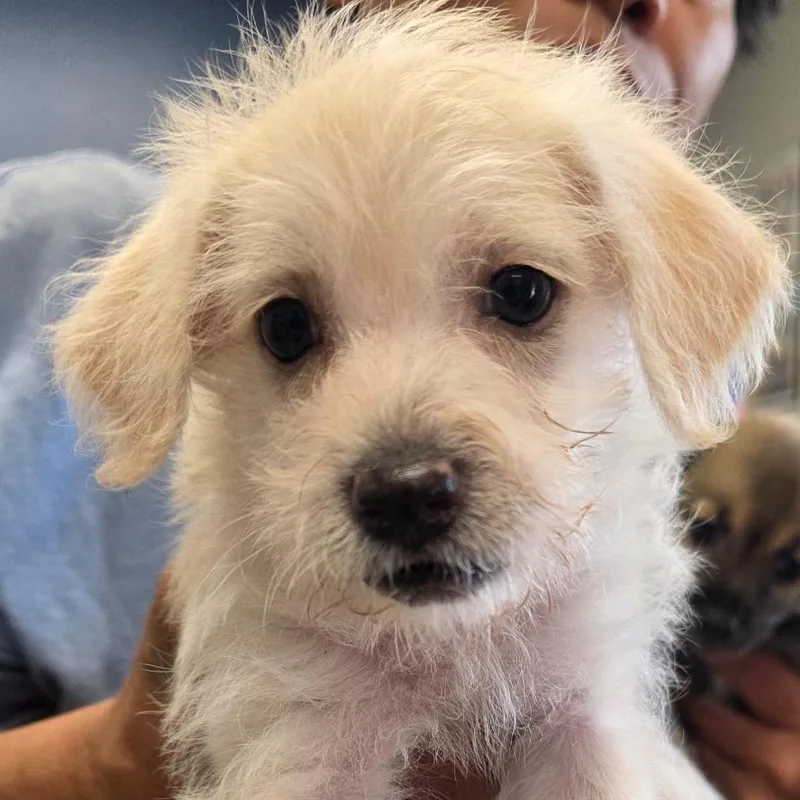 A baby small-sized female Yellow / Tan / Blond / Fawn Chihuahua dog named Masie for adoption in Kingman, KS