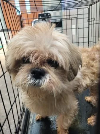 An adult small-sized male Shih Tzu dog named Jinni for adoption in San Pedro, CA