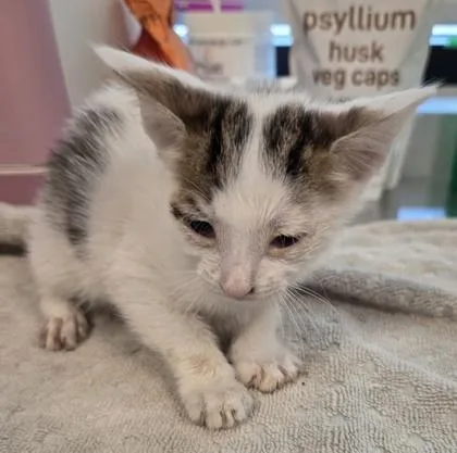 A baby small-sized male Domestic Short Hair cat named Fable for adoption in Fresno, CA
