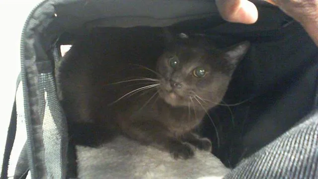 A senior large-sized male Domestic Short Hair cat named Blue for adoption in Charlotte, NC