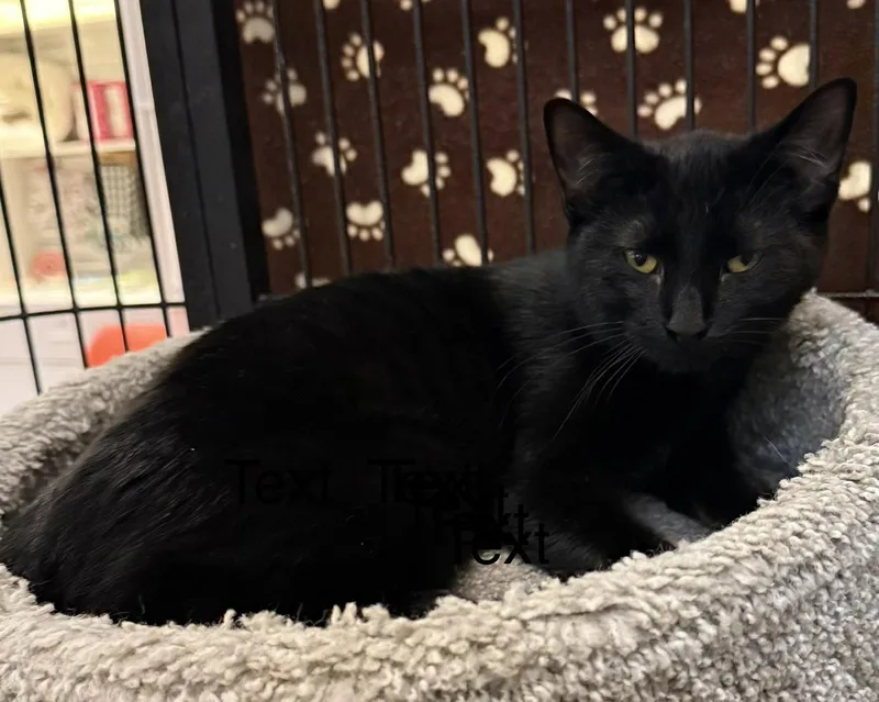A young medium-sized male Black Domestic Short Hair cat named Gus for adoption in Blasdell, NY