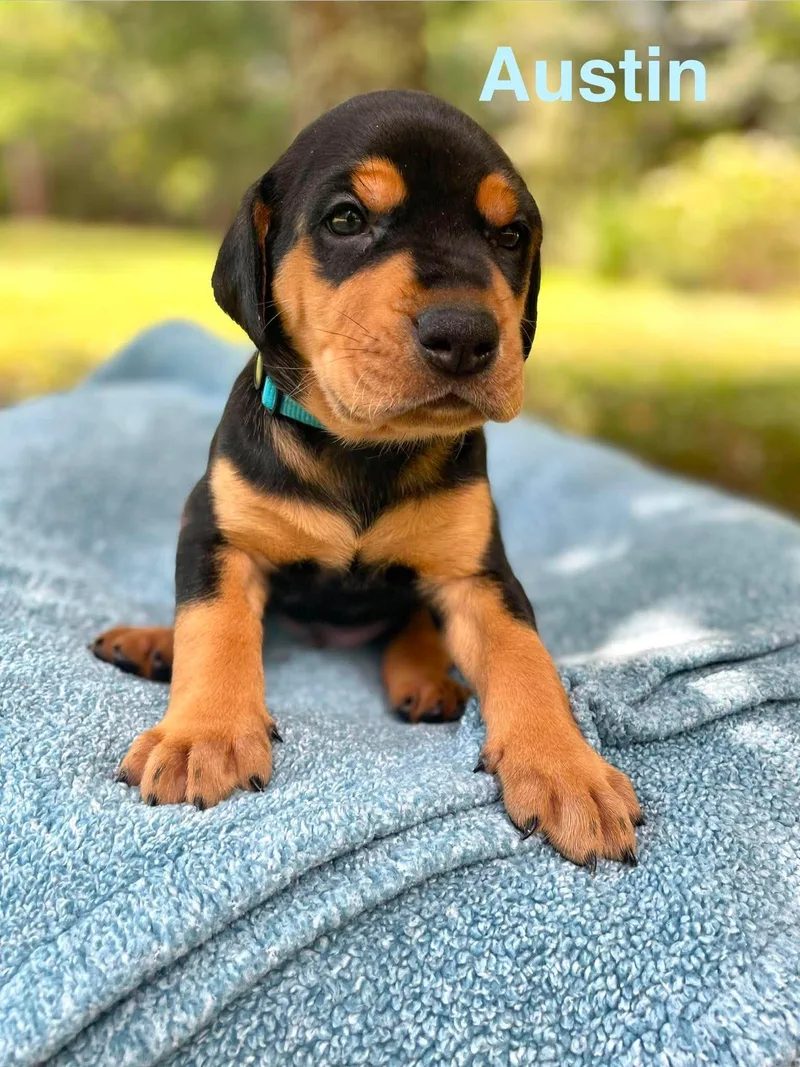 A baby large-sized male Black Doberman Pinscher dog named Austin for adoption in Madisonville, LA