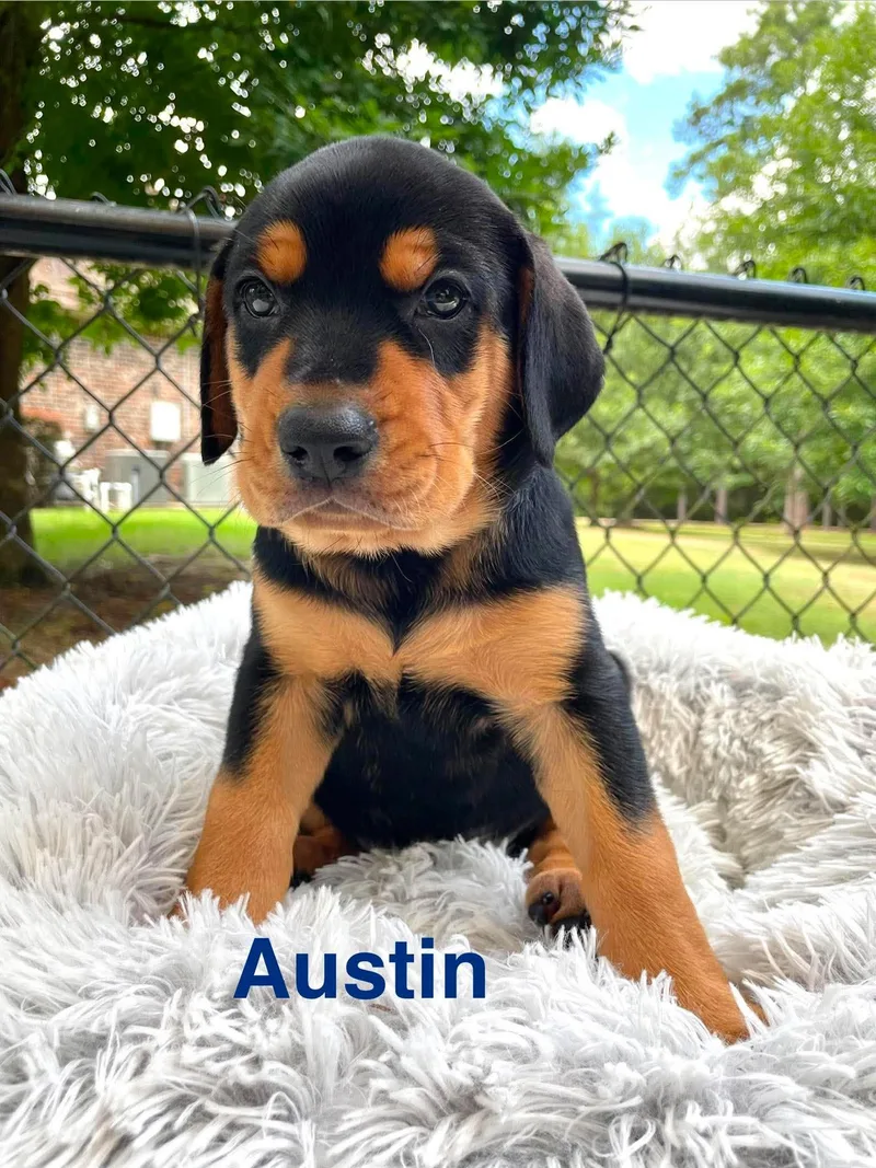 Austin thumbnail 2