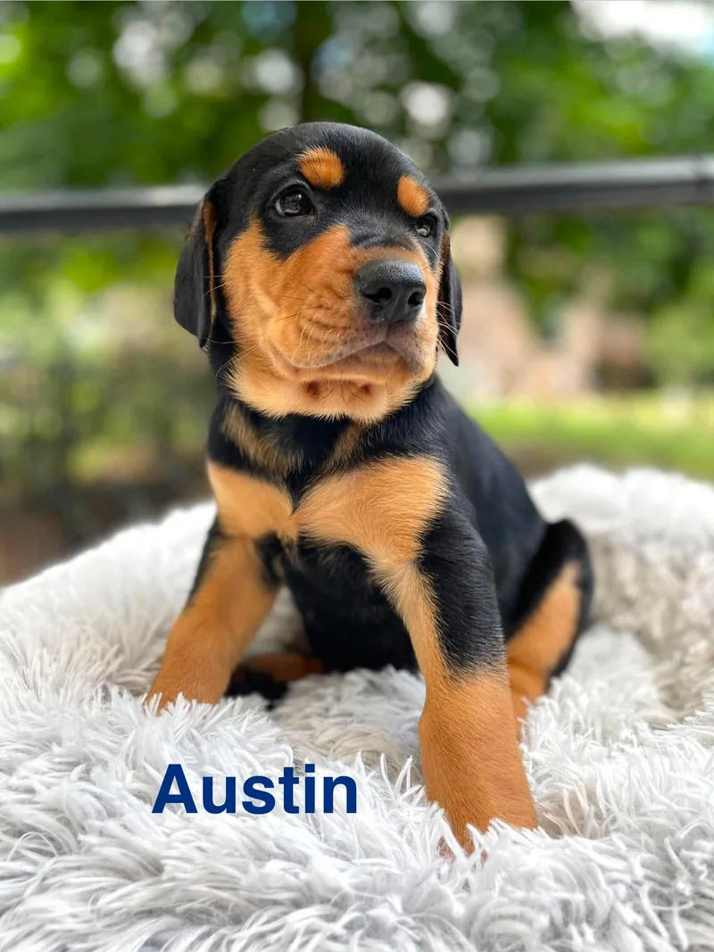 Austin thumbnail 3