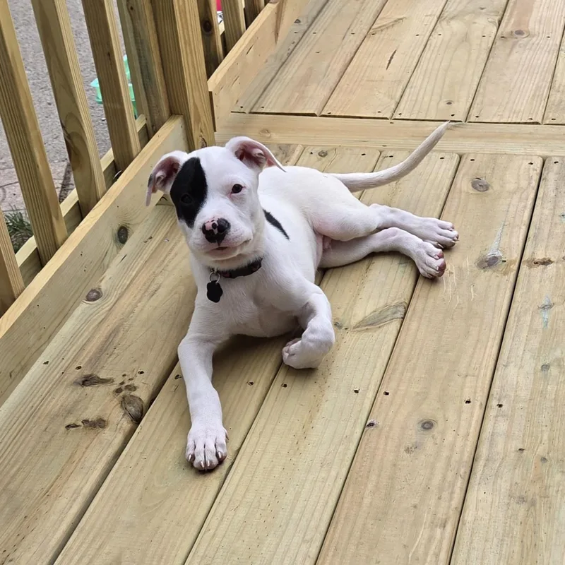 A baby large-sized male White / Cream Pit Bull Terrier dog named Moe for adoption in Wyandotte, MI