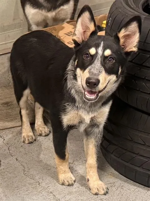 A young large-sized male Mixed Breed dog named Snoopy for adoption in Dallas, TX
