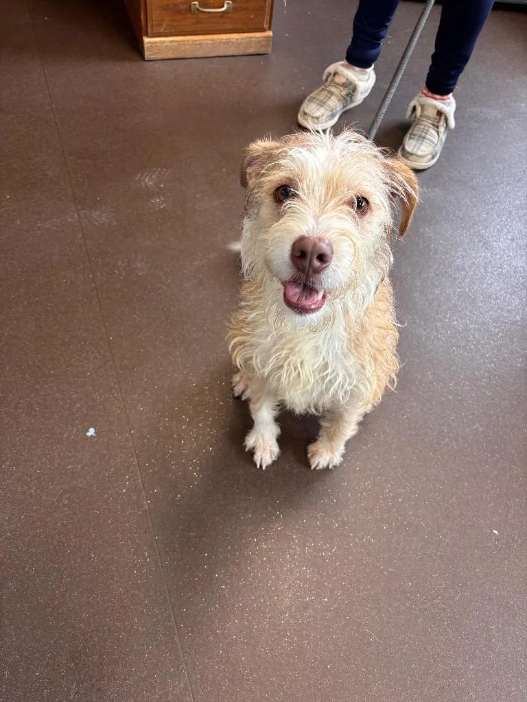 A young medium-sized male Terrier dog named Benji for adoption in Port Jervis, NY