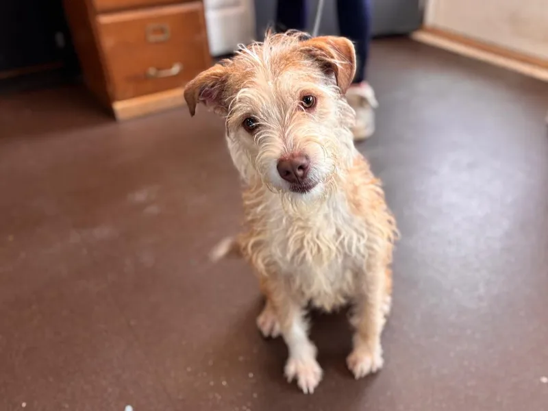 Benji thumbnail 2