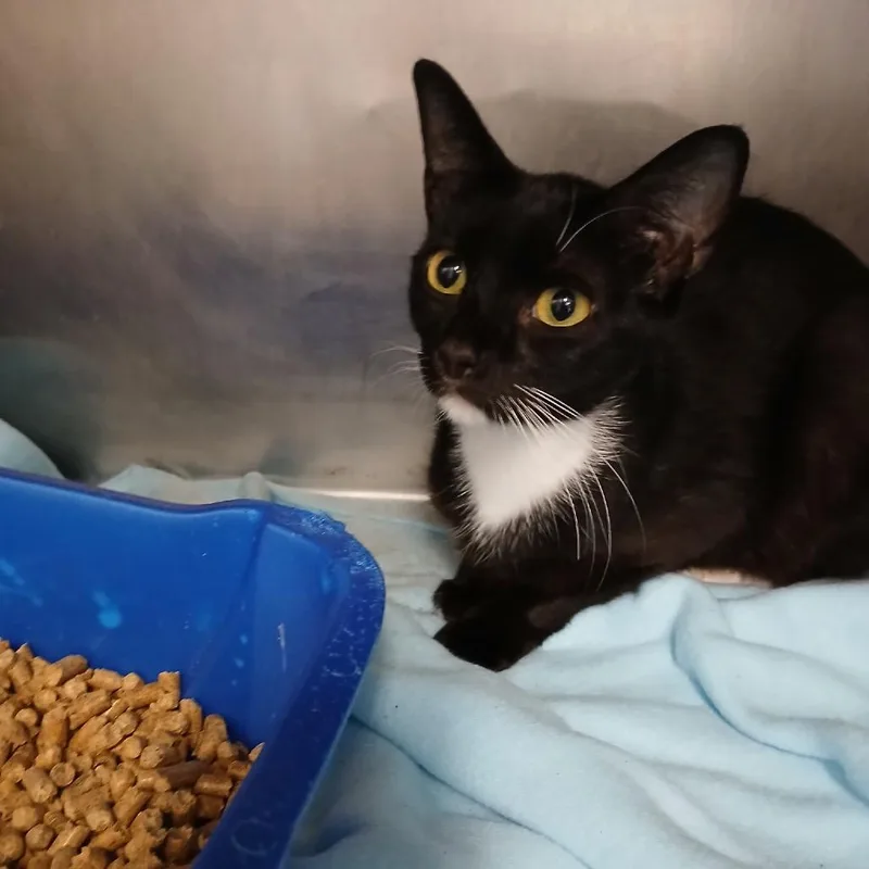 A young medium-sized female Black Domestic Short Hair cat named Lucie for adoption in New York, NY