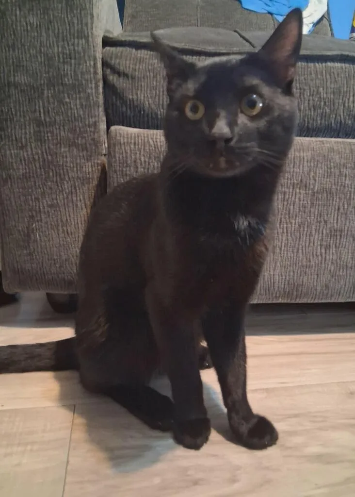 A young medium-sized male Black Domestic Short Hair cat named Choco Taco for adoption in Sherman Oaks, CA