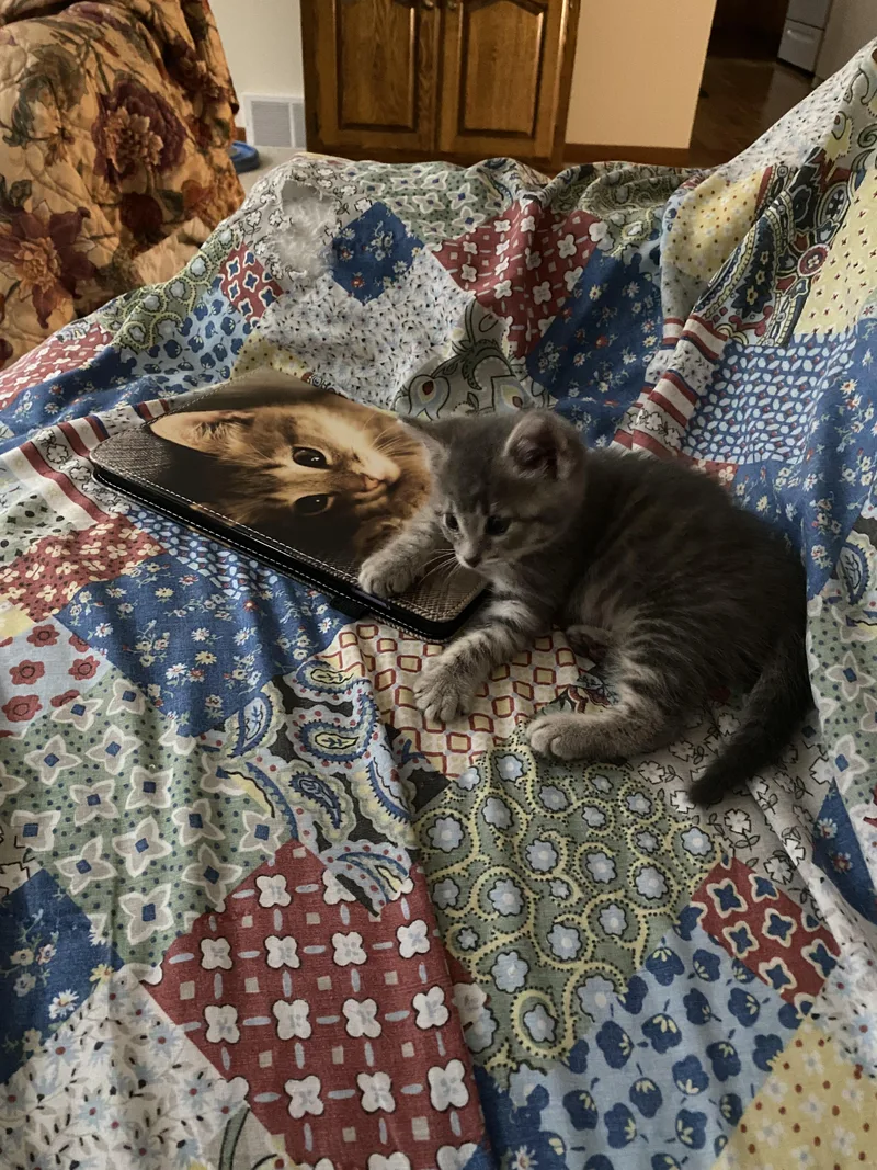 A baby medium-sized male Gray & White Domestic Medium Hair cat named Firecracker for adoption in Macomb, MI
