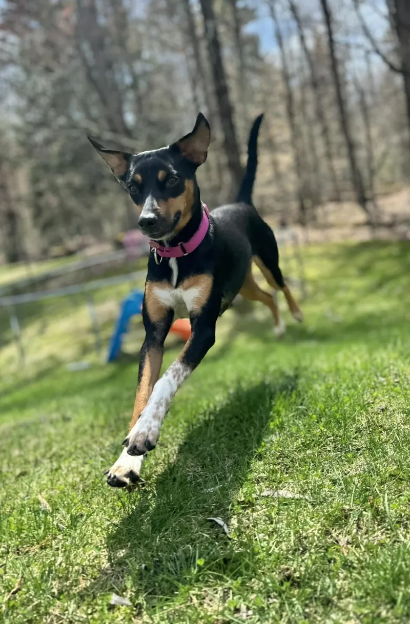 An adult small-sized female Mixed Breed dog named Ayesha for adoption in Wilder, VT