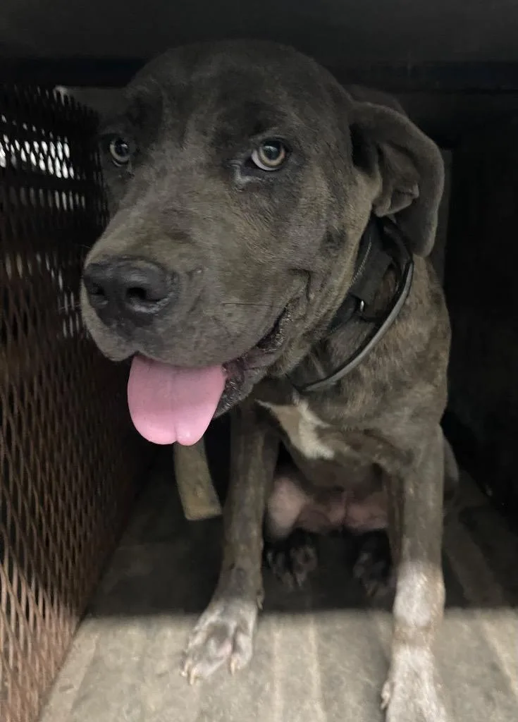 A baby medium-sized female Cane Corso dog named Jo Anna for adoption in Henderson, NC