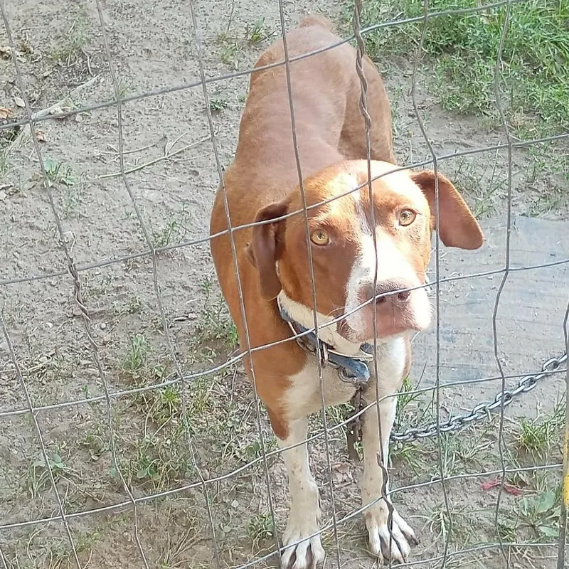 An adult medium-sized female Brown / Chocolate Pointer dog named Oceanna for adoption in Minneapolis, MN
