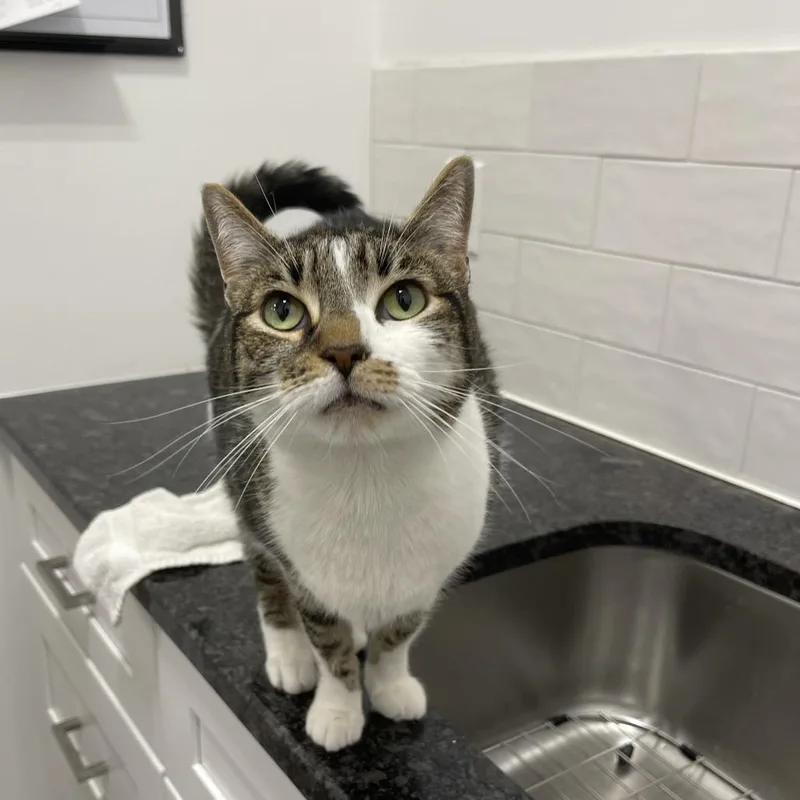 An adult small-sized male Brown / Chocolate Domestic Short Hair cat named Rambo for adoption in Bensalem, PA