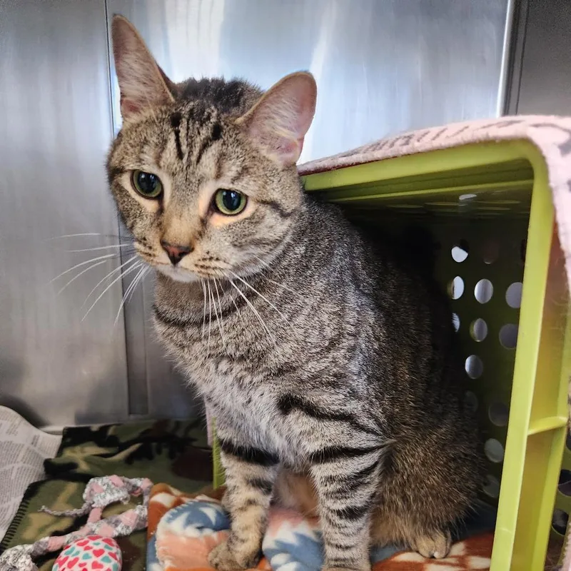 An adult large-sized male Brown / Chocolate American Shorthair cat named Royal for adoption in Brockton, MA