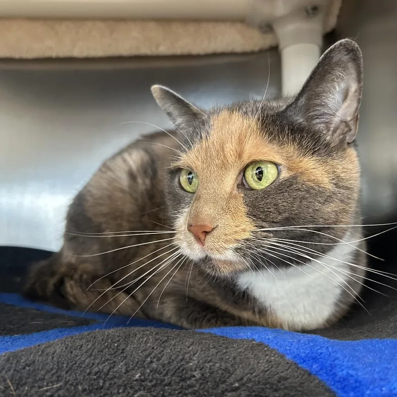 A senior medium-sized female Calico Domestic Short Hair cat named Valentine for adoption in Dover, NH