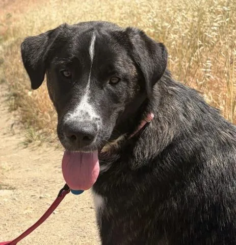 A baby large-sized female Black Great Pyrenees dog named Scarlett Urgent for adoption in Thousand Oaks, CA