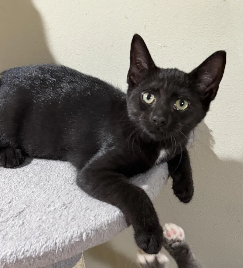 A baby medium-sized female Black Domestic Short Hair cat named Jiji for adoption in East Hanover, NJ