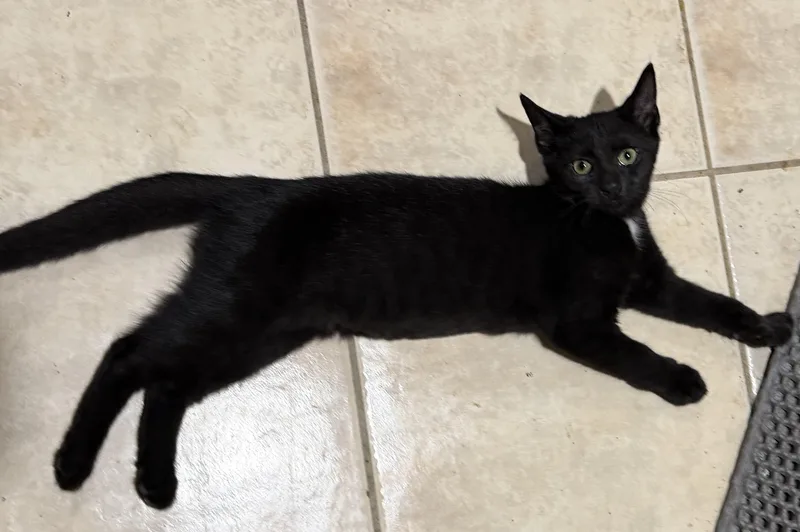 Jiji thumbnail 2