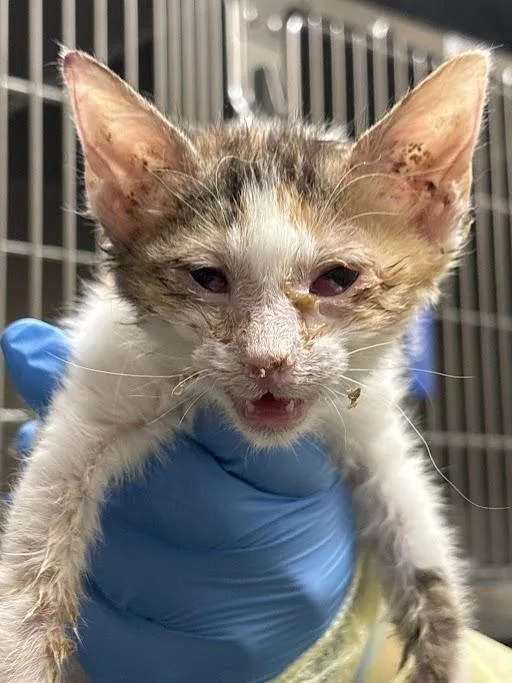 A baby small-sized female Domestic Short Hair cat named Orange Chicken for adoption in Las Vegas, NV