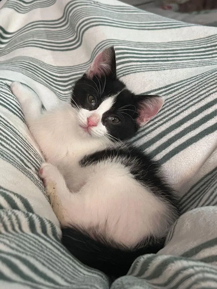 A baby small-sized female Black & White / Tuxedo Domestic Short Hair cat named Dottie for adoption in McPherson, KS