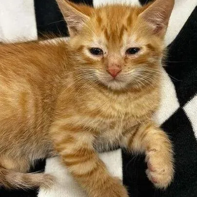 A baby small-sized male Orange / Red Domestic Short Hair cat named Brice for adoption in Novelty, OH