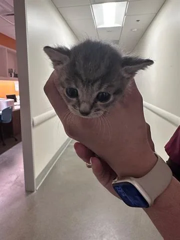 A baby medium-sized female Domestic Short Hair cat named Poppy for adoption in Houston, TX
