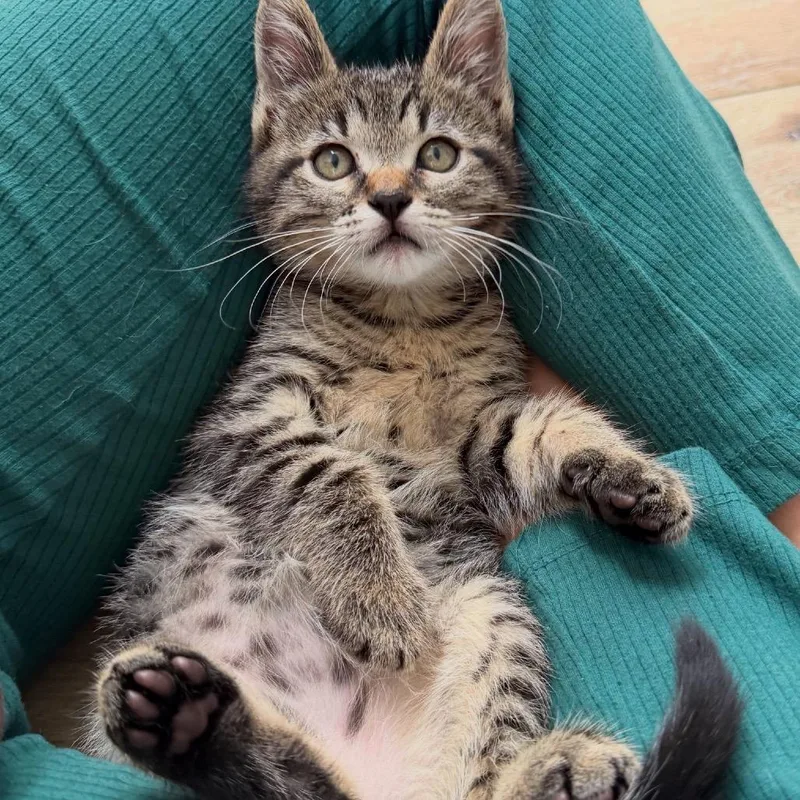 A baby small-sized male Brown / Chocolate Domestic Short Hair cat named Dr. Robby for adoption in Los Angeles, CA