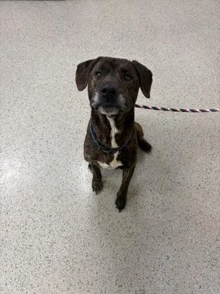 A senior medium-sized male Labrador Retriever dog named Chase Matthews for adoption in Fishers, IN