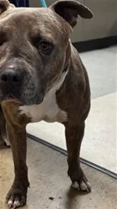 An adult large-sized male Pit Bull Terrier dog named Kylo for adoption in Van Nuys, CA