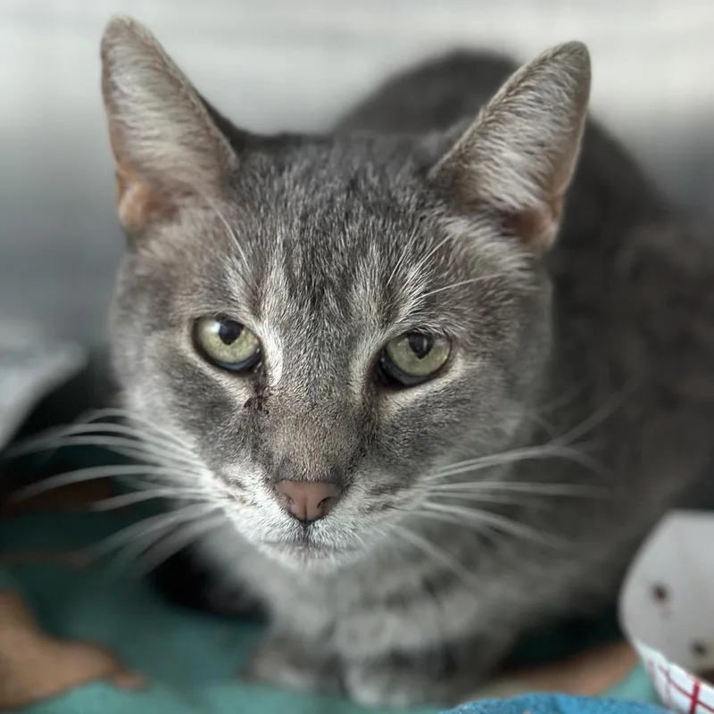An adult medium-sized female Gray / Blue / Silver Domestic Short Hair cat named Glacier for adoption in Matteson, IL