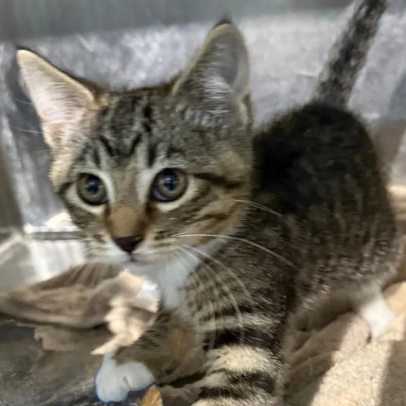 A baby small-sized male Tabby (Brown / Chocolate) Domestic Short Hair cat named Gus for adoption in Gresham, WI