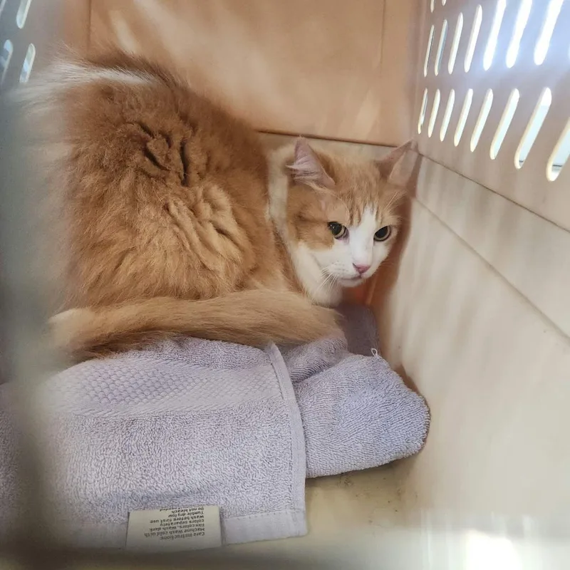 An adult medium-sized male Orange / Red Domestic Medium Hair cat named Buster for adoption in Kingman, AZ