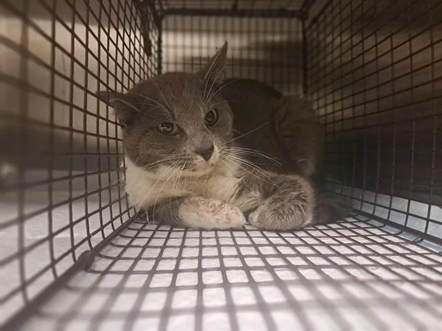 An adult medium-sized male Domestic Short Hair cat named Jessie for adoption in Ontario, CA