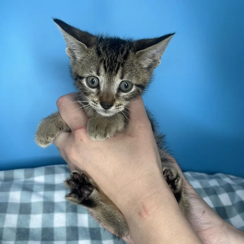 A baby small-sized male Brown / Chocolate Domestic Short Hair cat named Sleepy for adoption in San Antonio, TX