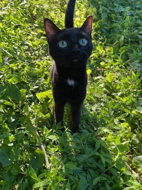 An adult medium-sized female Black Domestic Short Hair cat named Piper for adoption in Ellicott City, MD